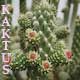 kaktus
